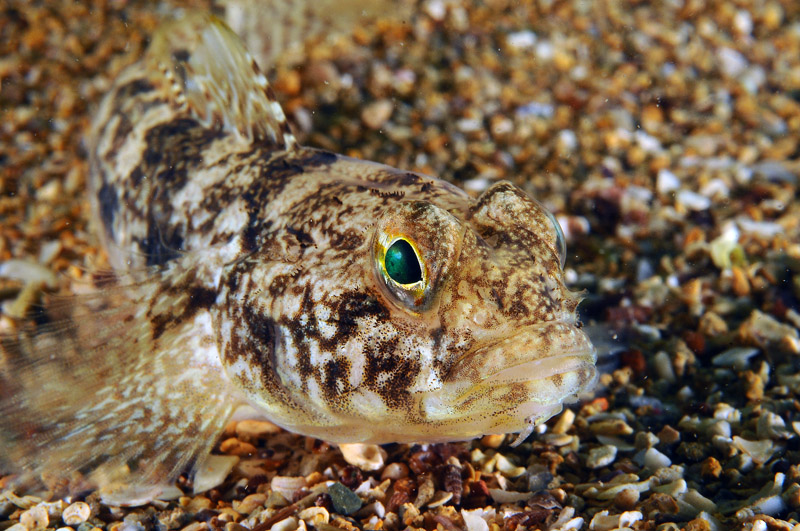 G. paganellus, G. incognitus, G. niger